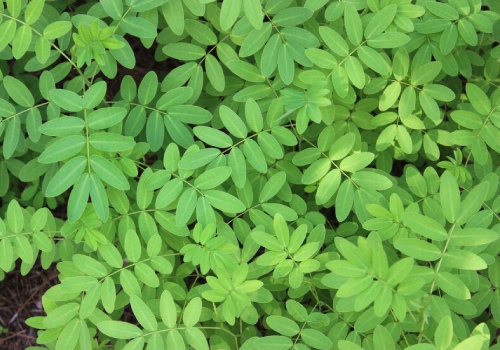 Plantes résistantes à la sécheresse pour votre jardin