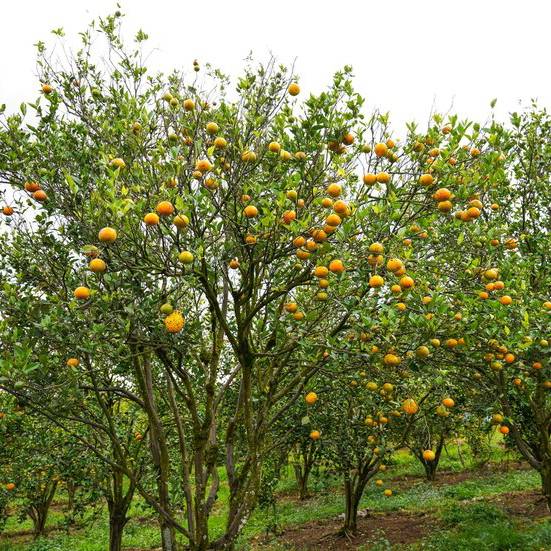 Verger d'Oranger