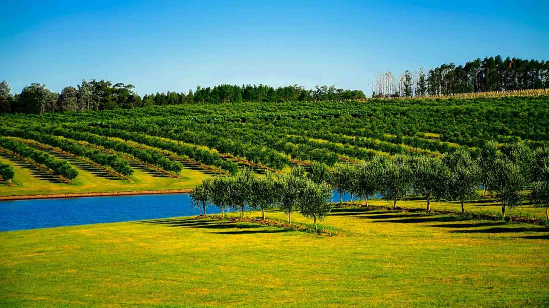 Aménagement de vergers